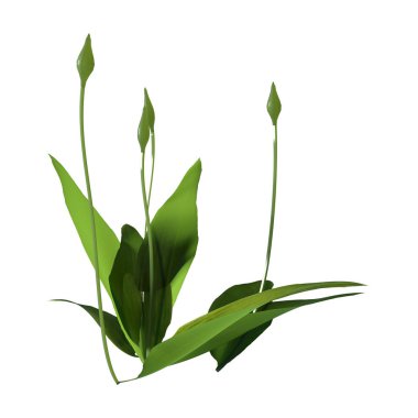 3d Rendering Yabani Sarımsak Bitki Beyaz