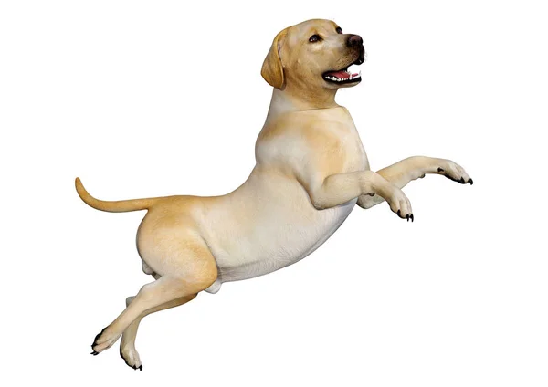 3D render Labrador köpeği beyaz — Stok fotoğraf