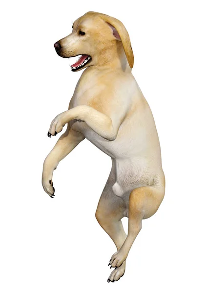 3D render Labrador köpeği beyaz — Stok fotoğraf