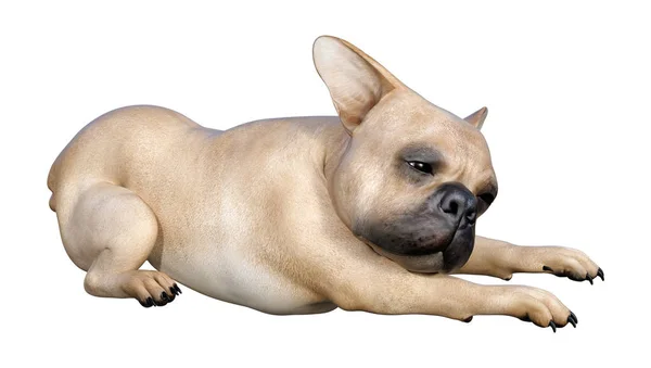 3D Rendering Bulldog francese su bianco — Foto Stock
