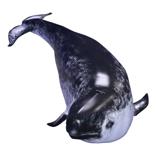 3D Rendering weiblicher Narwal auf Weiß — Stockfoto