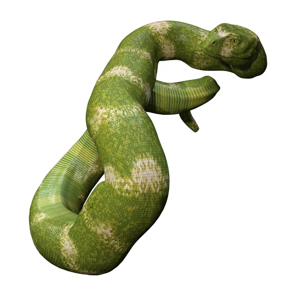 3D illustratie Viper Snake op wit — Stockfoto