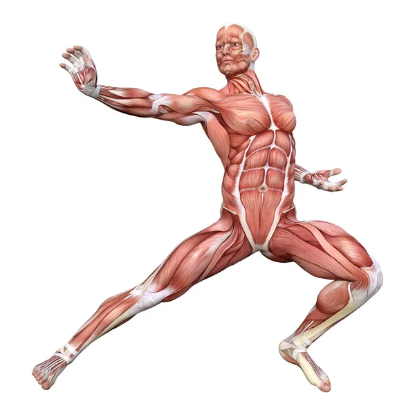 Figura de anatomía masculina de representación 3D en blanco —  Fotos de Stock