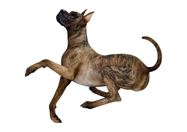 3D Rendering Brindle grande cane danese su bianco — Foto Stock