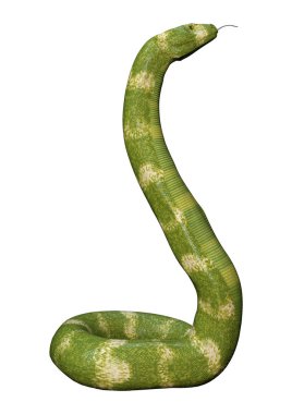 Beyaz üzerinde 3D Rendering Viper Snake