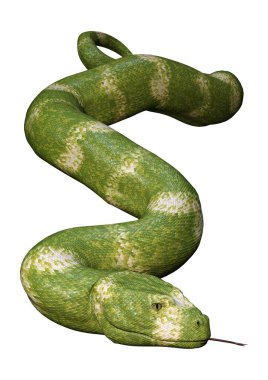 Beyaz üzerinde 3D Rendering Viper Snake
