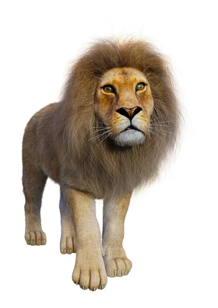 3D Rendering männlicher Löwe auf weiß — Stockfoto