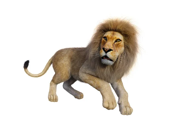 白の 3 d レンダリングの雄ライオン — ストック写真