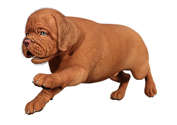 3D rendering puppy op wit — Stockfoto