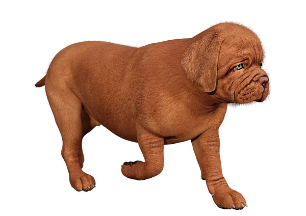 3D rendering puppy op wit — Stockfoto