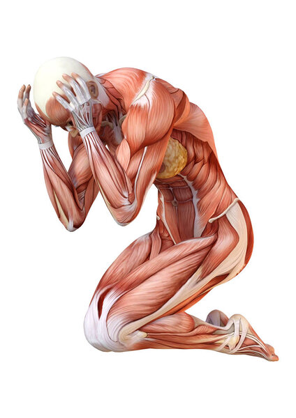 3D Rendering Female Anatomy Figure on White