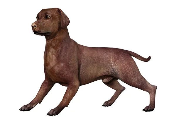 3D renderização Labrador Dog em branco — Fotografia de Stock