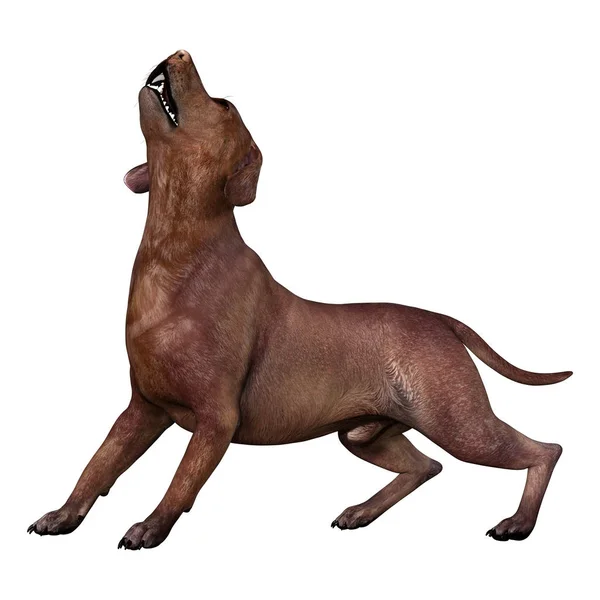 Representación 3D del perro Labrador en blanco — Foto de Stock