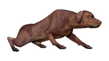 3D render Labrador köpeği beyaz