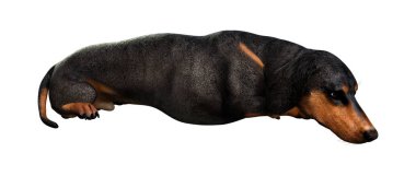 Beyaz 3d Rendering Dachshound