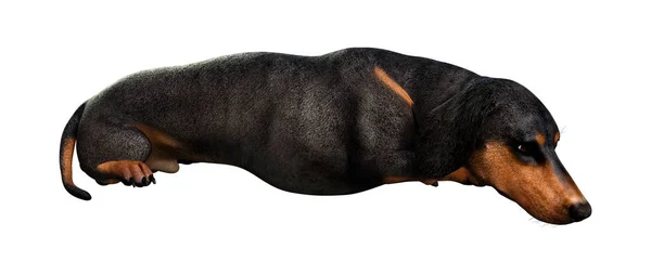 Dachshound renderowania 3D na białym — Zdjęcie stockowe