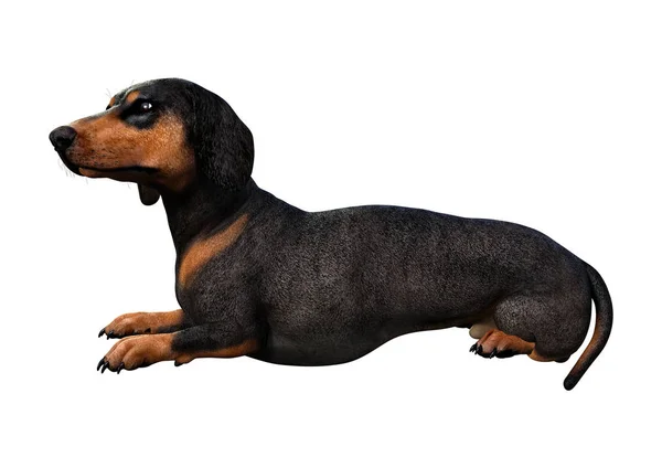 3D rendering Dachshound op wit — Stockfoto