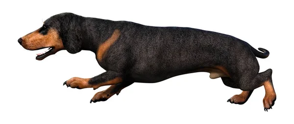 3d 渲染 Dachshound 在白色 — 图库照片