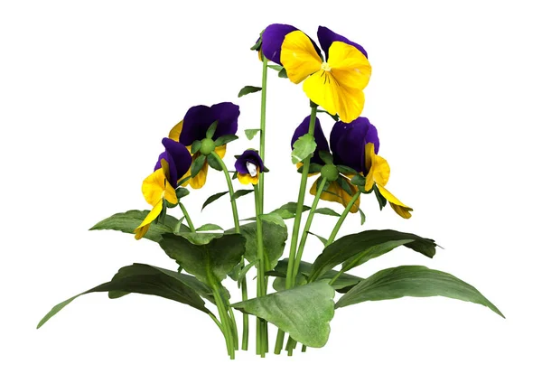 3D Rendering Pansy flores em branco — Fotografia de Stock