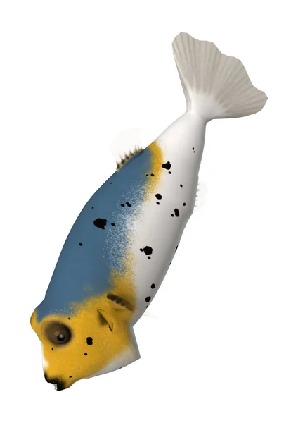 3D Rendering Blackspotted Puffer Fish on White — Stock Photo, Image