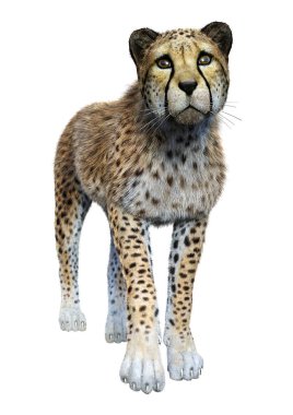 3D render büyük kedi Cheetah beyaz