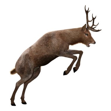 Beyaz üzerine 3D render erkek geyik