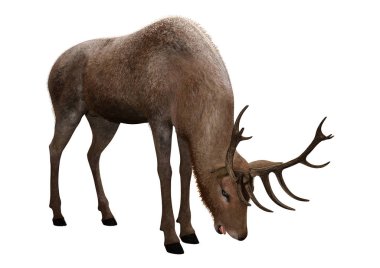 Beyaz üzerine 3D render erkek geyik