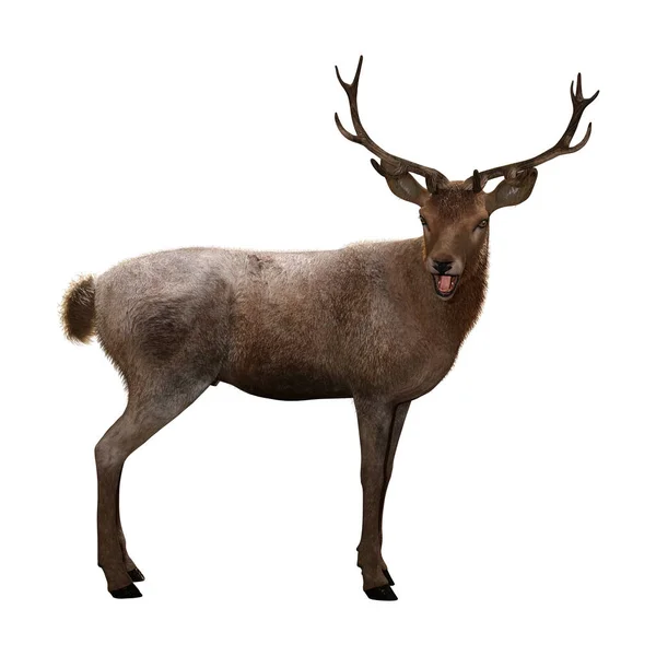 3D Rendering Male Deer on White — Stock Photo, Image