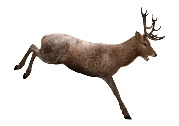 3D Rendering männlicher Hirsche auf weiß — Stockfoto