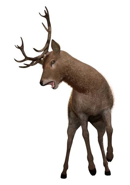 3D Rendering Male Deer on White — Stock Photo, Image