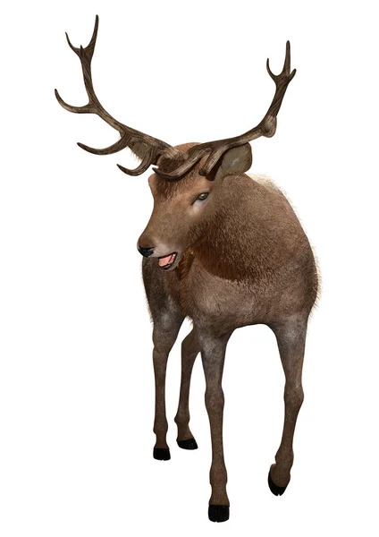 3D Rendering Male Deer on White — Stock Photo, Image