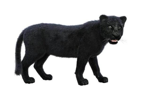 3D Rendering Black Panther on White — Stock Photo, Image