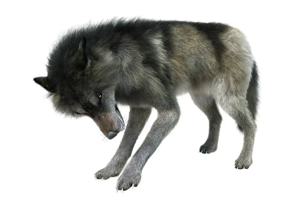 3D rendering γκρίζου λύκου σε λευκό — Φωτογραφία Αρχείου