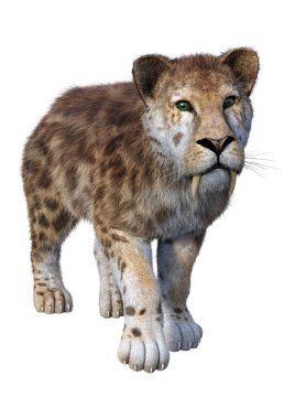 3D render Sabertooth kaplan beyaz