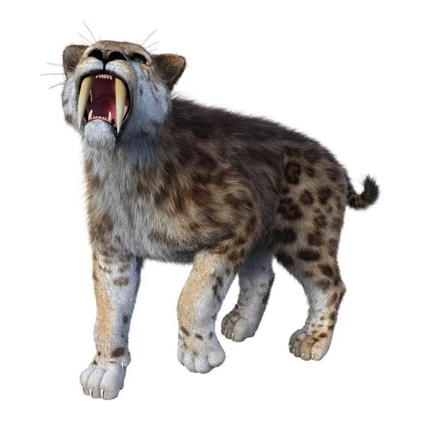 3D rendering Sabertooth Tiger på vit — Stockfoto