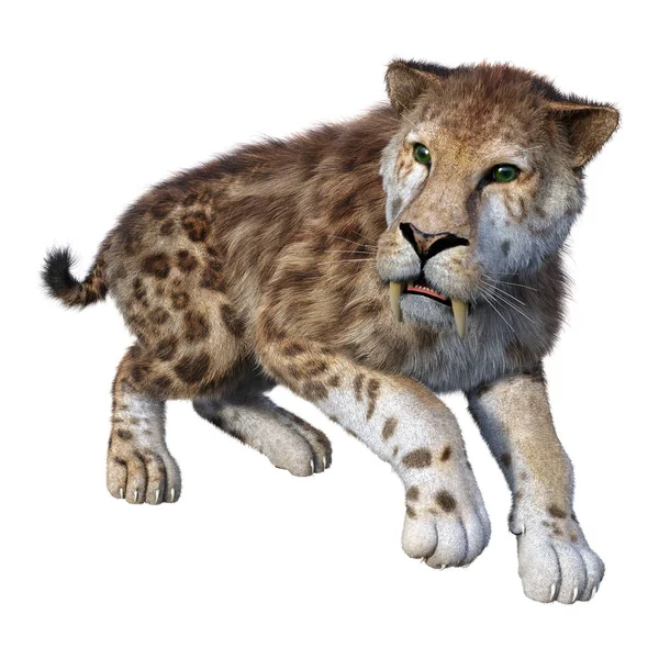 3D Rendering Sabertooth Tiger en blanco —  Fotos de Stock