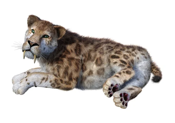 3D Rendering Sabertooth Tiger en blanco — Foto de Stock