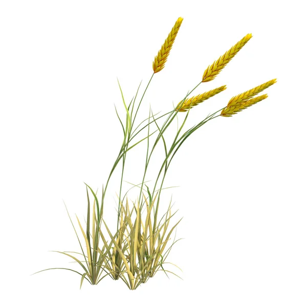 3D Rendering Wheat Plants on White — Stock Photo, Image
