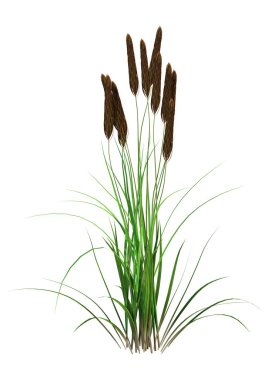 3d Beyaz Bulrush Bitki Rendering