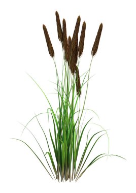 3d Beyaz Bulrush Bitki Rendering