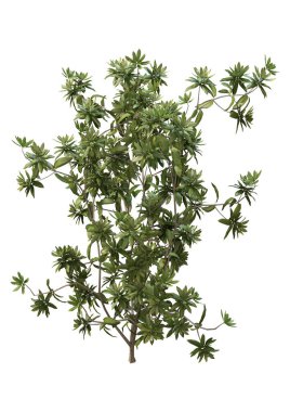 3d Beyaz Rhododendron Bitki Rendering