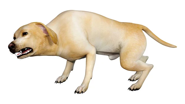 Representación 3D del perro Labrador en blanco — Foto de Stock