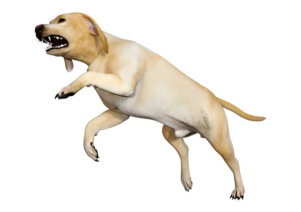 3D rendering Labrador hond op wit — Stockfoto