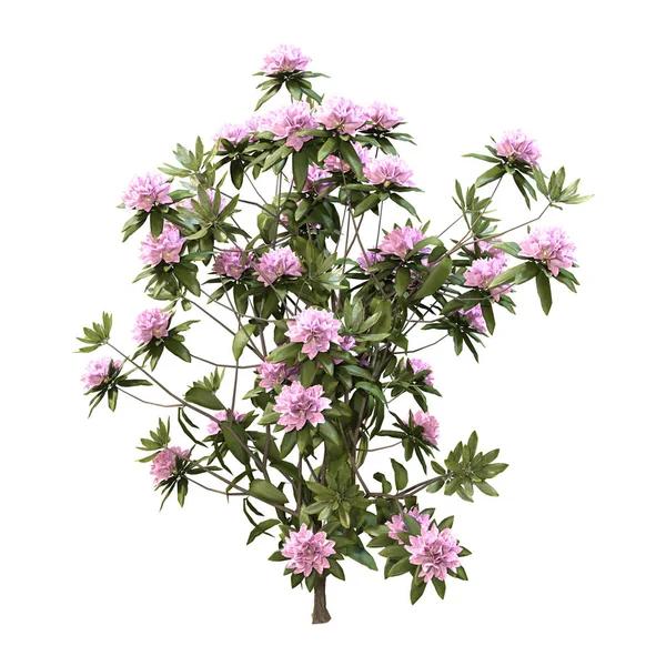 Rendering 3D Rododendro Pianta con Fiori su Bianco — Foto Stock