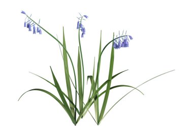 3d Rendering Bluebell Çiçekler Beyaz