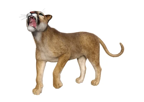 3D Rendering Big Cat Puma su bianco — Foto Stock