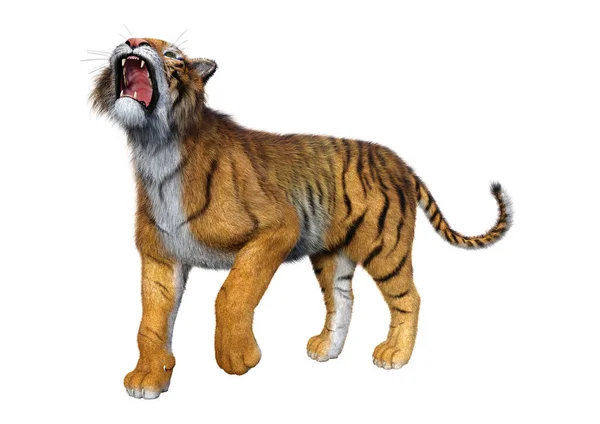 Rendu 3D Big Cat Tiger sur blanc — Photo