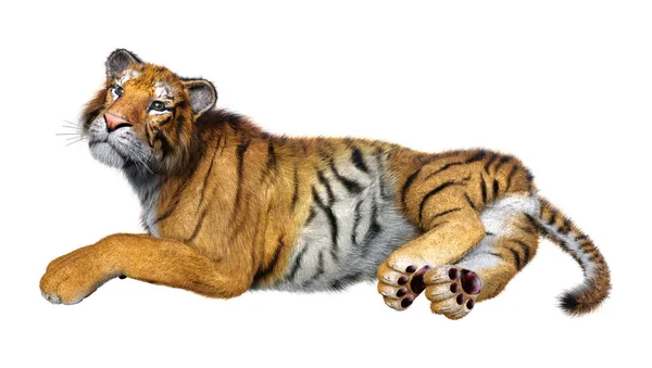 3D rendering μεγάλη γάτα Tiger σε λευκό — Φωτογραφία Αρχείου