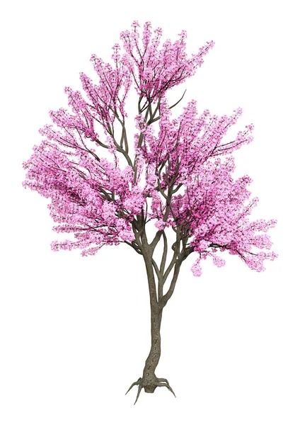 3D vykreslování růžový Kvetoucí strom na bílém — Stock fotografie