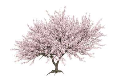 3d Rendering Pembe Blooming Sakura Ağacı Beyaz